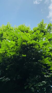 grande albero di tiglio, tilia cordata, con foglie rigogliose mosse da una lieve brezza, cielo azzurro