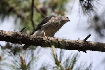The Japanese sparrowhawk (Tachyspiza gularis) is a bird of prey in the family Accipitridae. This photo was taken in Japan.