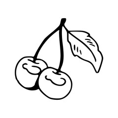 sweet cherries with leaf vector outline