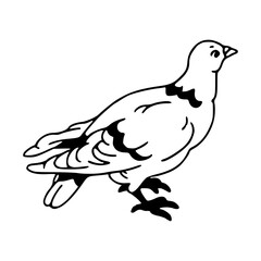 cute pigeon line art