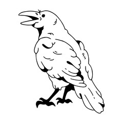 cawing crow vector illustration