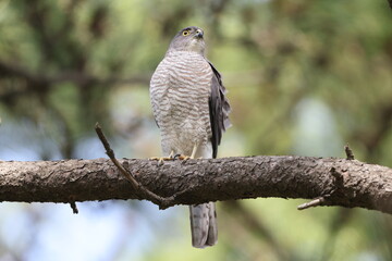 The Japanese sparrowhawk (Tachyspiza gularis) is a bird of prey in the family Accipitridae. This photo was taken in Japan.