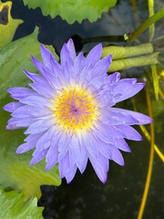 Purple water lilly blossoming on the water's surface beautifully.