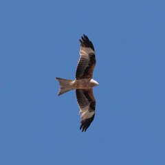 red kite in flight