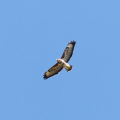 Buzzard in flight