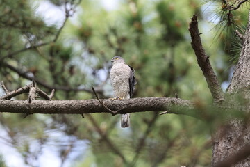 Obraz premium The Japanese sparrowhawk (Tachyspiza gularis) is a bird of prey in the family Accipitridae. This photo was taken in Japan.