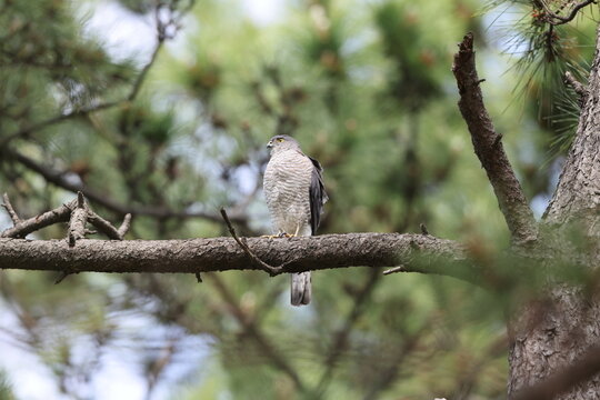 The Japanese sparrowhawk (Tachyspiza gularis) is a bird of prey in the family Accipitridae. This photo was taken in Japan.