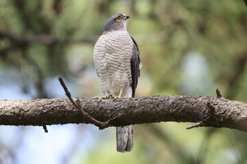 The Japanese sparrowhawk (Tachyspiza gularis) is a bird of prey in the family Accipitridae. This photo was taken in Japan.