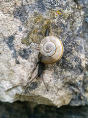A large rock snail (Chilostoma cingulatum), photographed on a rock face near Spiazzo.
