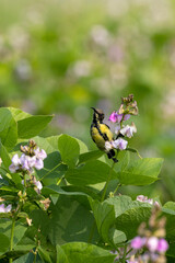 Purple Sunbird Perched on flowering plant in natural habitat