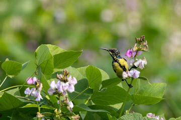 Purple Sunbird Perched on flowering plant in natural habitat