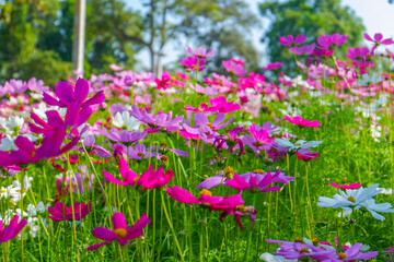 Beautiful pink cosmos flowers blooming in garden,spring season.