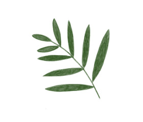 Botanical Palm Leaf Vector