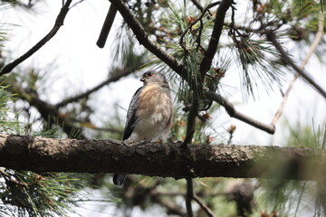 The Japanese sparrowhawk (Tachyspiza gularis) is a bird of prey in the family Accipitridae. This photo was taken in Japan.