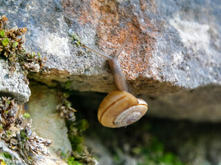 A large rock snail (Chilostoma cingulatum), photographed on a rock face near Spiazzo.