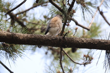 The Japanese sparrowhawk (Tachyspiza gularis) is a bird of prey in the family Accipitridae. This photo was taken in Japan.