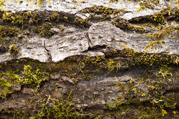 Close Up View of Rough Tree Bark with Green Moss and Yellow Lichen.