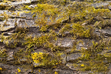 Close Up View of Green and Yellow Moss Growing on Dark Tree Bark Texture.