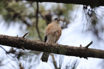 The Japanese sparrowhawk (Tachyspiza gularis) is a bird of prey in the family Accipitridae. This photo was taken in Japan.