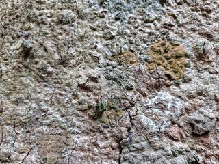 durian tree bark texture
