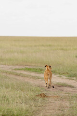 Lion Cub in the Savannah