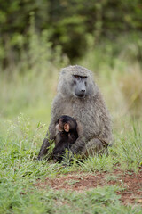 baboon sitting on grass with baby