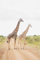 giraffe walking in the savannah