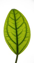 Obraz premium Closeup of a single green leaf backlit against white background