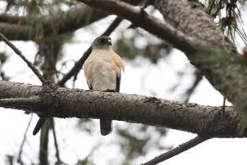 The Japanese sparrowhawk (Tachyspiza gularis) is a bird of prey in the family Accipitridae. This photo was taken in Japan.