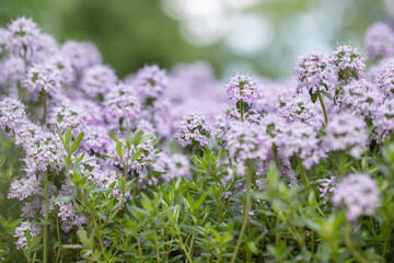 Blossoms and foliage of mountain savory (Satureja montana).