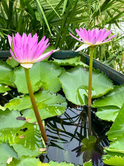 Vibrant pink water lilies blossom gracefully in a peaceful pond setting with lily pads surrounding them.
