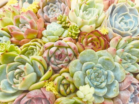 多肉植物】エケベリア エレガンス カット苗写真全て ❤️かなり大きく