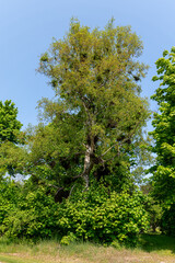 Lush green tree surrounded by dense foliage in a sunny park location during summer
