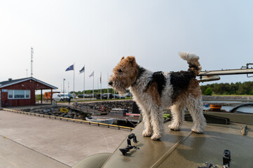 Dog enjoying a sunny day on top of a military vehicle at a harbor