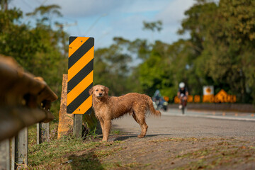 Dog Cachorro Road Street Finder lost abandon Rua Estrada