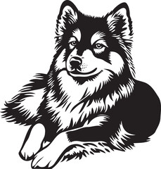 laying finnish lapphund dog