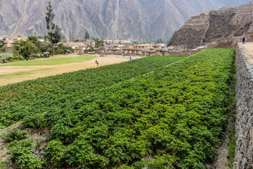 Potato terraces in Ollantaytambo village in the Sacred Valley of Incas, Peru