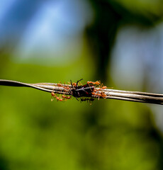 Red weaver ants on a rope, carrying prey.