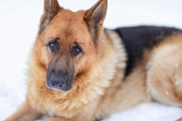 Adult German Shepherd resting on freshly fallen snow, attentive and watchful expression, highlighting warm fur tones against cold backdrop in outdoor winter scene.
