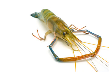 Fresh river prawns isolated on white background. Big freshwater prawns. River prawns for cooking.