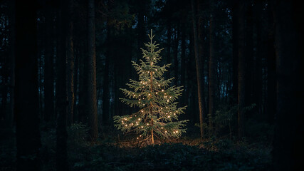 Illuminated christmas tree standing in a dark forest at night
