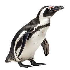Obraz premium penguin isolated on white