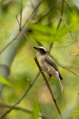 Close-up of a common Woodshrike (tephrodornis) Woodshrike on Branch