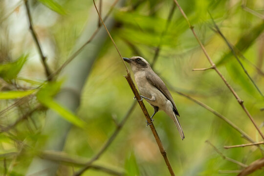 A brown and gray common Woodshrike resting on a twig. Serne common Woodshrike in the world