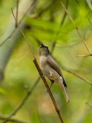 A brown and gray common Woodshrike resting on a twig. Serne common Woodshrike in the world