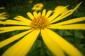 Close-up of Bright Yellow Daisy-like Flower in a Garden