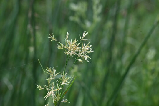 Cyperus rotundus grass. Its common names &nbsp;coco grass,&nbsp;Java grass,&nbsp;nut grass,&nbsp;purple nut sedge,&nbsp;purple nutsedge, red nutsedge and &nbsp;Khmer&nbsp;kravanh check grass. This is a species of&nbsp;sedge&nbsp;Cyperaceae. 