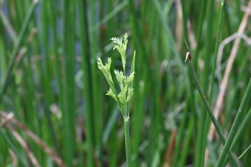 Cyperus rotundus grass. Its common names  coco grass, Java grass, nut grass, purple nut sedge, purple nutsedge, red nutsedge and  Khmer kravanh check grass. This is a species of sedge Cyperaceae. 