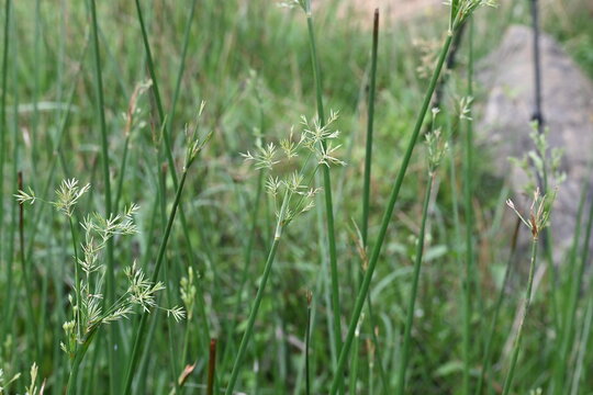 Cyperus rotundus grass. Its common names &nbsp;coco grass,&nbsp;Java grass,&nbsp;nut grass,&nbsp;purple nut sedge,&nbsp;purple nutsedge, red nutsedge and &nbsp;Khmer&nbsp;kravanh check grass. This is a species of&nbsp;sedge&nbsp;Cyperaceae. 