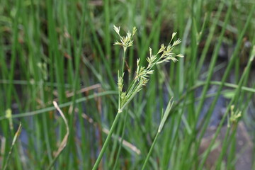 Cyperus rotundus grass. Its common names  coco grass, Java grass, nut grass, purple nut sedge, purple nutsedge, red nutsedge and  Khmer kravanh check grass. This is a species of sedge Cyperaceae. 
